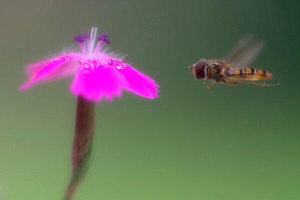 Aß fliegt auf eine Blume