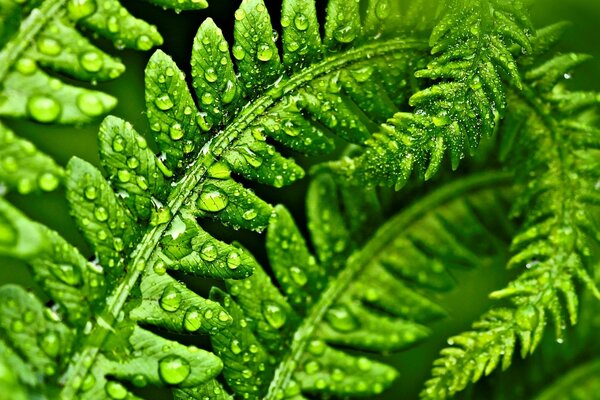 Water drops green leaves