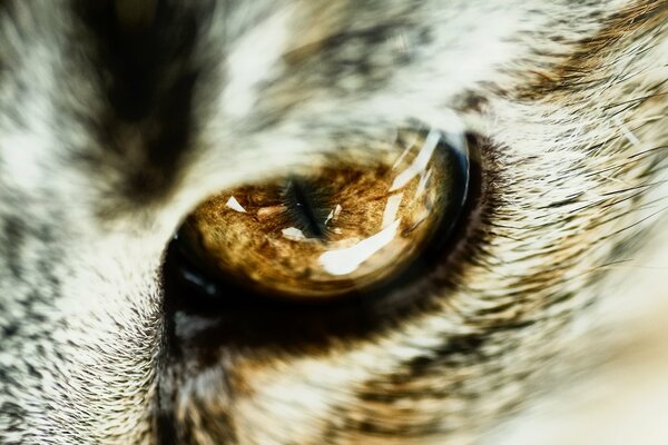 Oeil de chat closeup