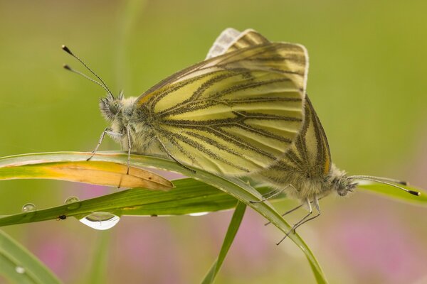 Butterflies on a blade of grass. Dew on the grass