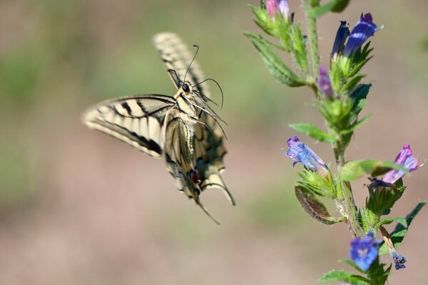 Ein Schmetterling in Bewegung und eine Blume