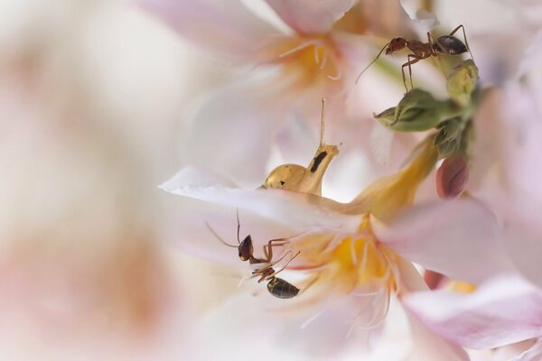 Treffen auf einer rosa Schneckenblüte und einer Ameise