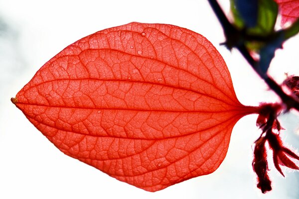 Red leaf with streaks