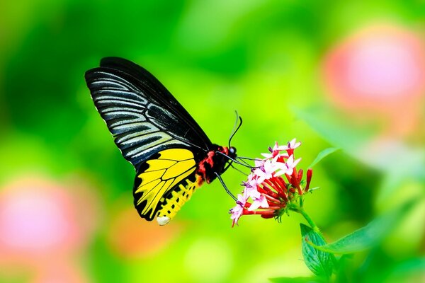 Ein Schmetterling sitzt auf einer Blume