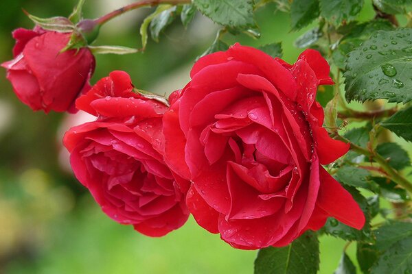 Blühende rote Rose nach dem Regen