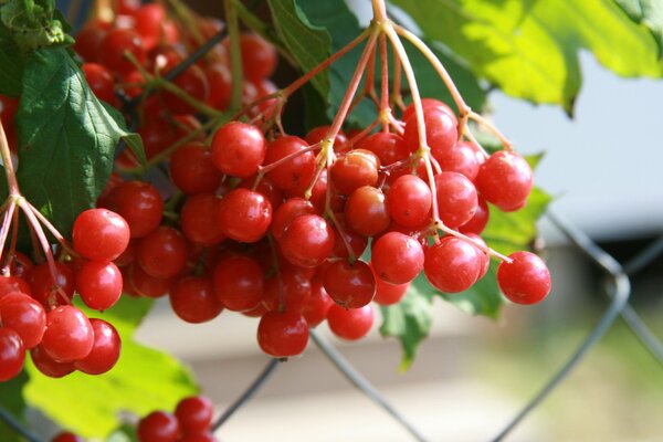 Red viburnum nosotros a TI mismo Manila