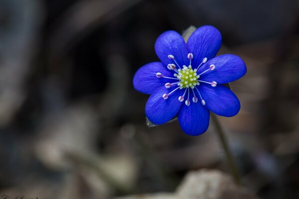 Bright blue flower on a gray background