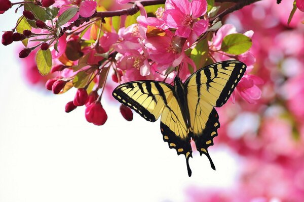 Schmetterling fliegt auf Kirschblüten