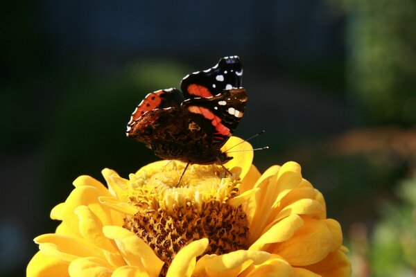 A butterfly on a flower. Marko shooting