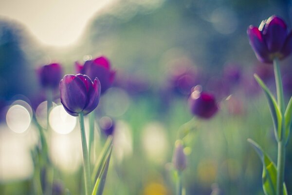 Tulipes pourpres dans l éblouissement du soleil