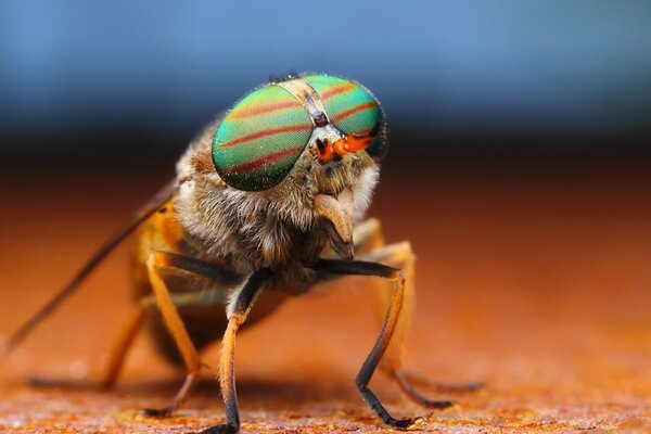 A big fly on a blurry background