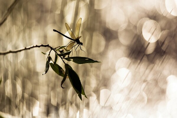 Strekaza on a twig with leaves and sun glare