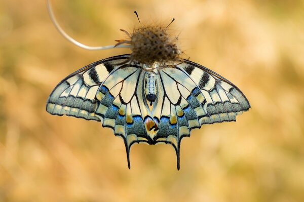 Mehrfarbiger Schmetterling auf verschwommenem Hintergrund