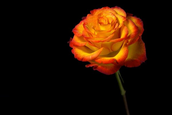 Rose orange sur fond sombre