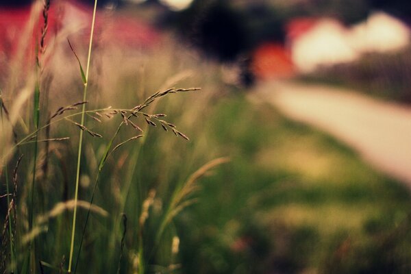 Spikelets in the grass. Widescreen wallpaper