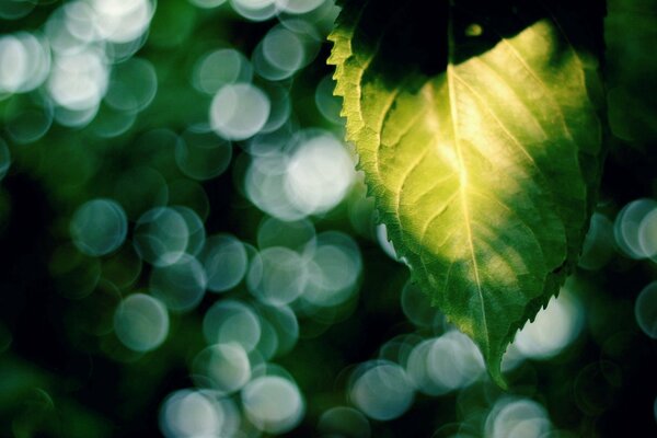 Gocce di sole attraverso le foglie verdi degli alberi