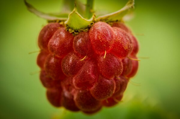 Image de la merveilleuse baie de framboise