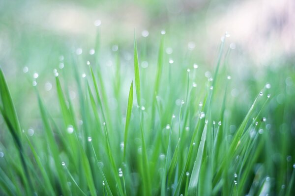 Morning dew on the green grass