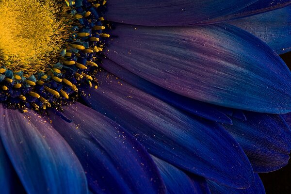 Yellow pollen on blue petals