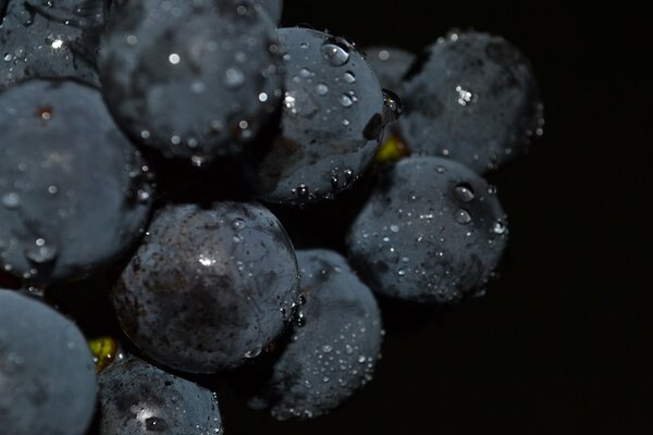 Macro photography of a bunch of black grapes