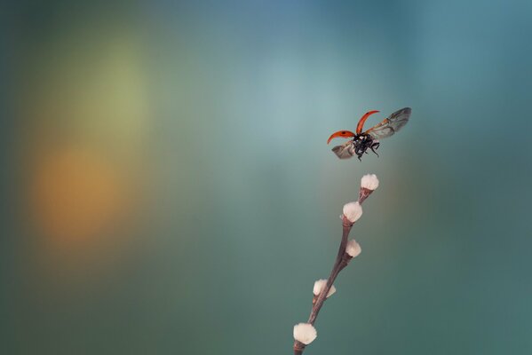 Coccinelle avec une branche de saule