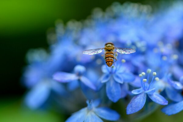 El néctar de las hortensias atrae al insecto