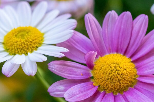 Zwei weiße und violette Blüten