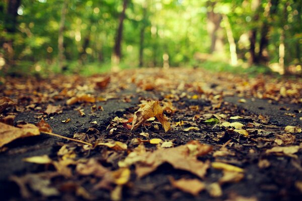 Feuilles jaunes tombées sur la route