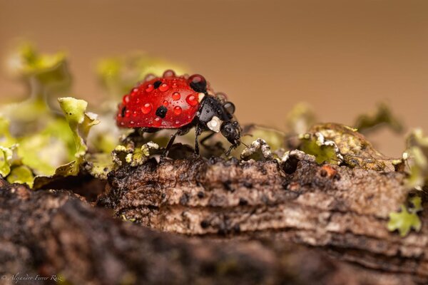 Coccinella in una goccia di rugiada