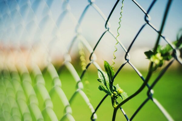 Ovaires de pois sur une clôture en maille