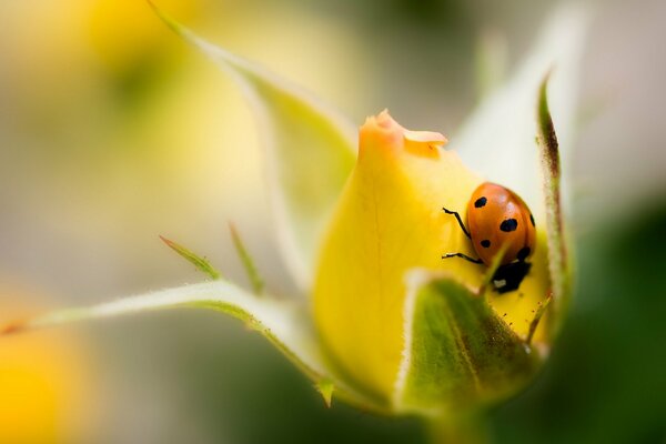 Marienkäfer auf einer ungeöffneten Rosenknospe