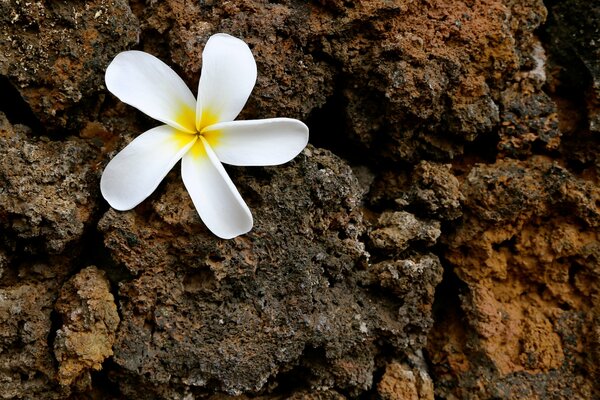 Blütenblätter einer Blume auf einem Stein