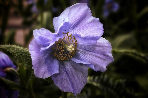 The flower of the blue Himalayan poppy