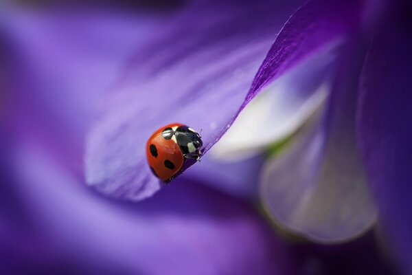 Ladybug on a purple petal