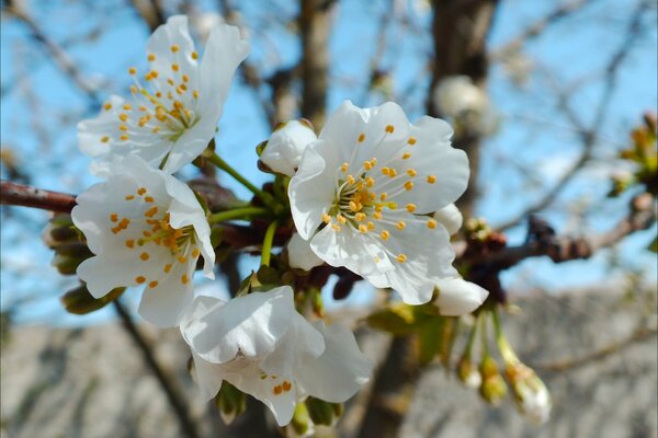 Frühling Kirschblüten auf Himmelshintergrund