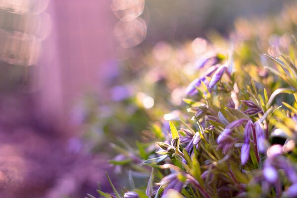 Flores Lilas en la naturaleza