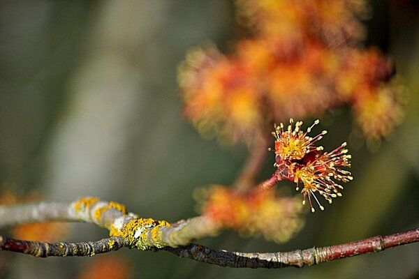 Fleurs en fleurs sur une vieille branche