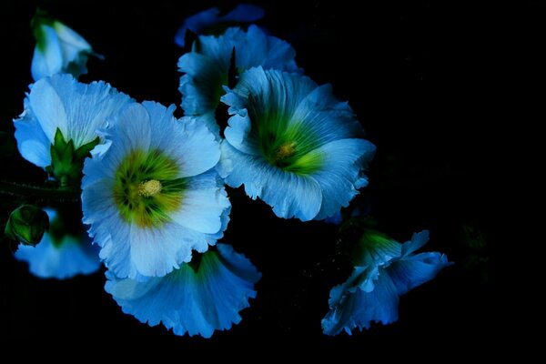 Mallow flowers are blue on a black background