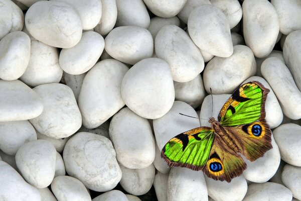 Farbiger Schmetterling auf weißem Kiesel