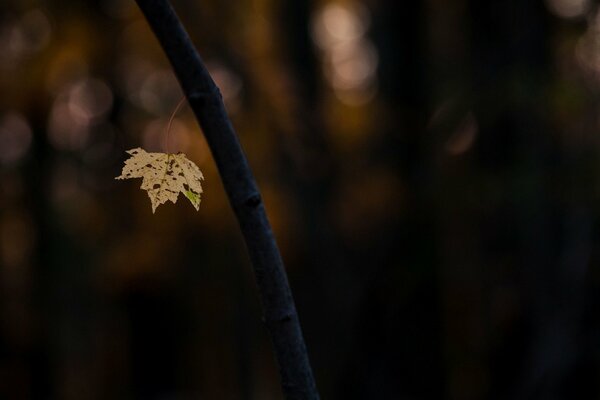 Bilder des Herbstes mit einem Schwerpunkt auf einem Blatt