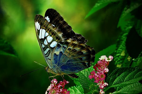 A butterfly just arrived on a flower