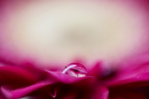 Wassertropfen auf rosa Hintergrund