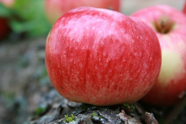 Pommes mûres, ce qui signifie déjà l automne