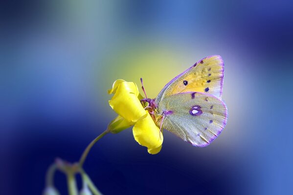 Papillon sur une fleur jaune sur fond bleu