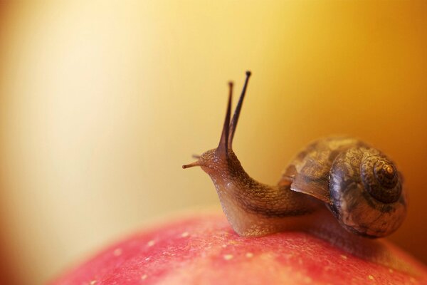 Caracol con cuernos en la superficie resbaladiza de una manzana