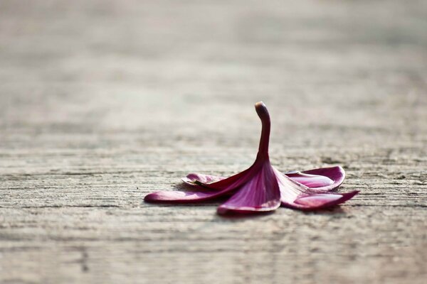 Fleur pourpre sur l asphalte mouillé