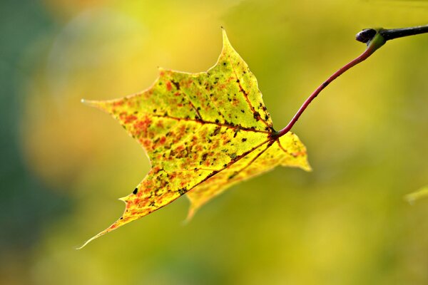 An autumn leaf on a blurry background