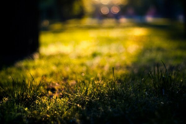 Photo du jour - photo macro de l herbe