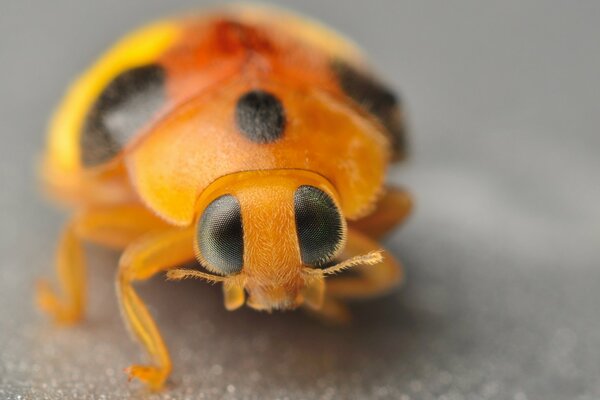 Grands yeux de coccinelle