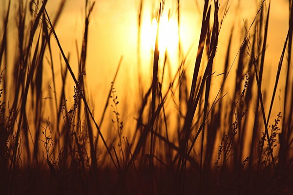 Herbe sur fond de soleil couchant